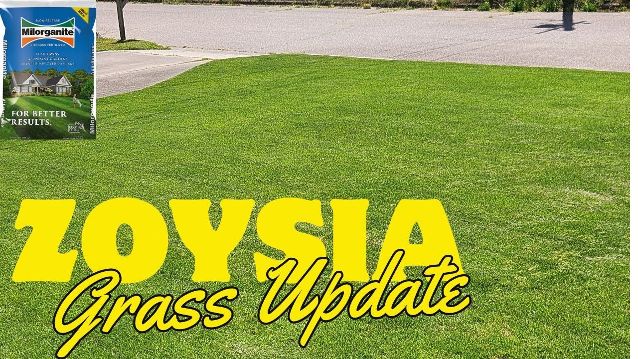 Milorganite Results on Zoysia Grass