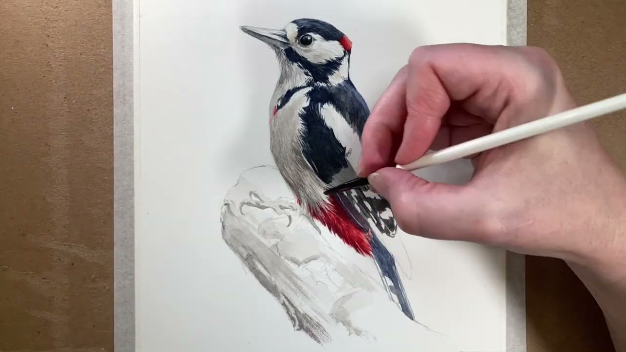 Week 4 of Painting Birds: Great Spotted Woodpecker
