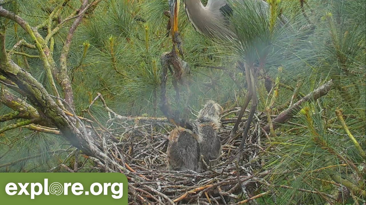 Great Blue Heron Eats Deceased Chick
