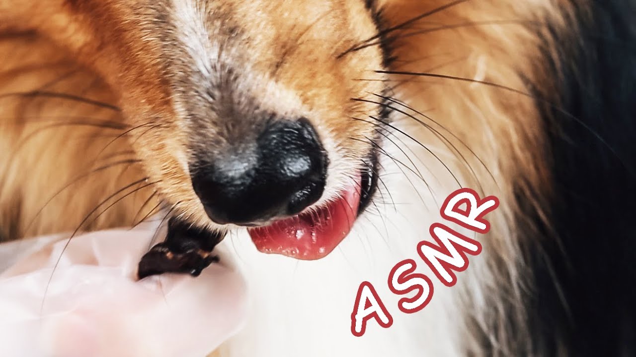 ASMR Tingling Triggers 🐶 Dog Eating Treats Satisfying Sounds No talking