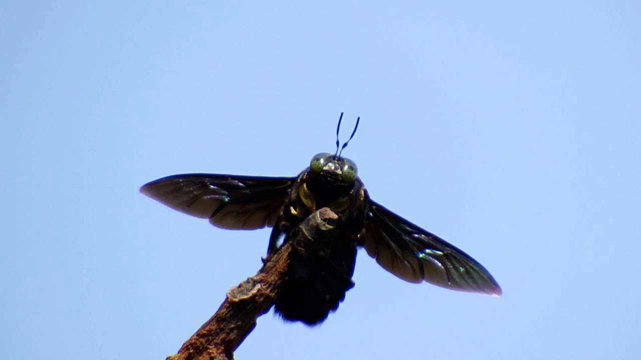 Carpenter Bee sunbathing (20July2014b)