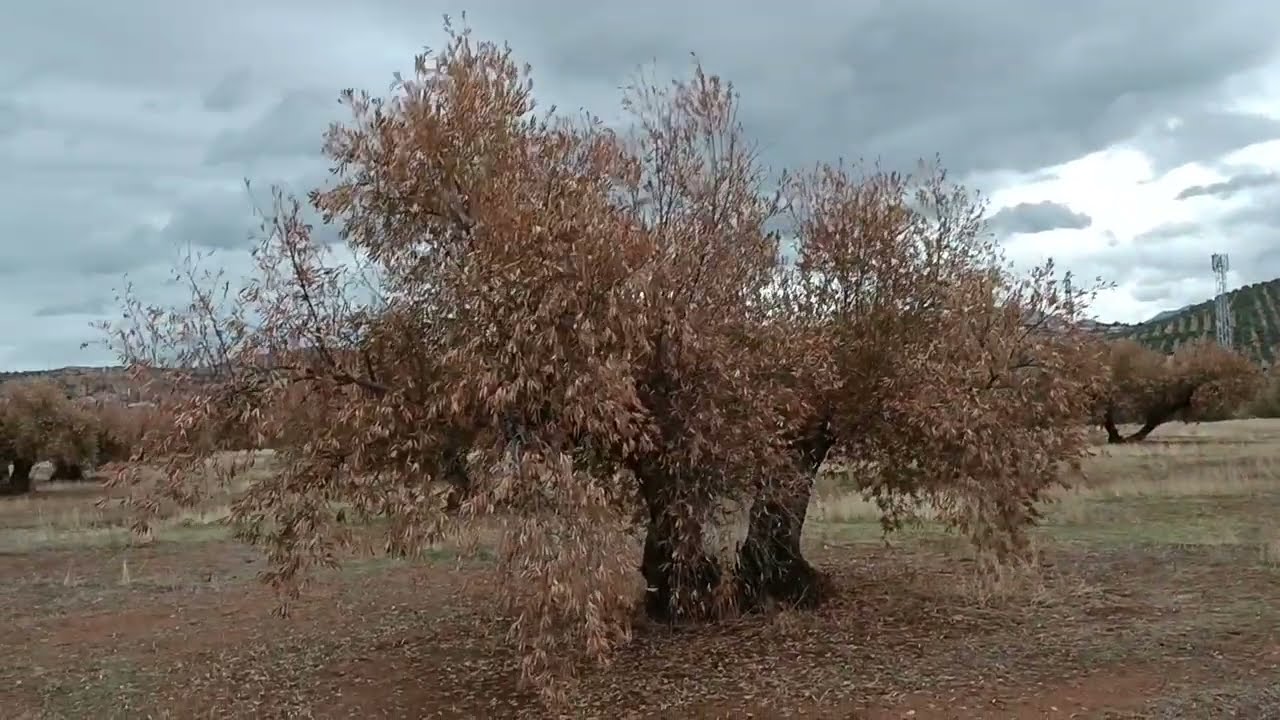GEOagricola. Visita técnica de una finca de olivar en Jaén. Parte 1.