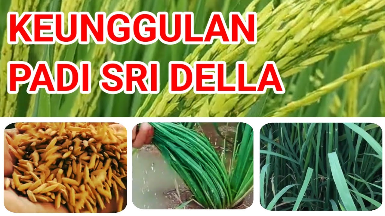 Keunggulan Padi Sri Della dengan Malai Panjang dan Bulir Berkualitas