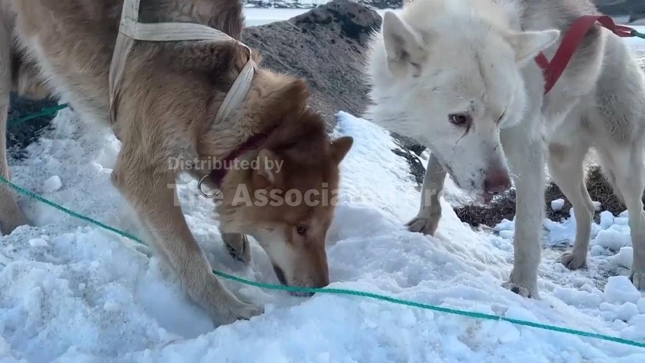 Canine caper: AP journalist recounts how Greenland sled dog stole camera