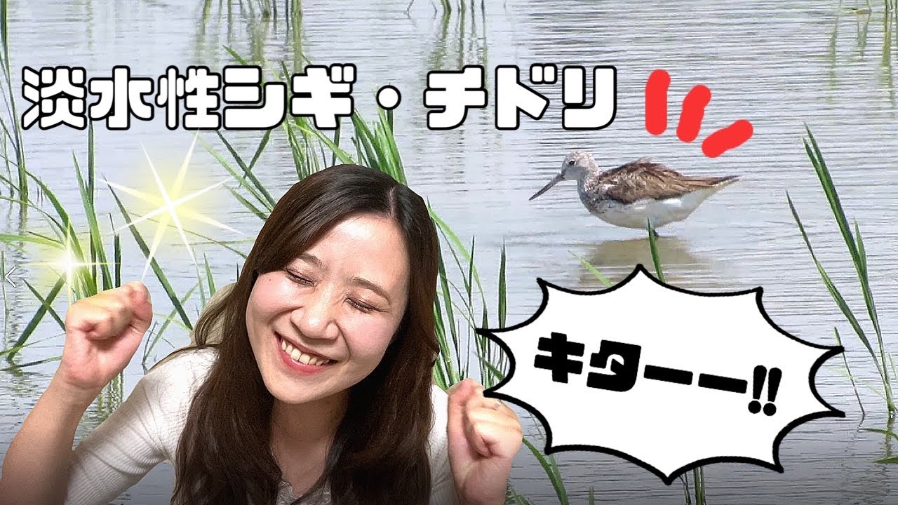 【シギチ】秋の渡りキターー！！淡水性シギ・チドリを見てきたよ@岐阜の田んぼ