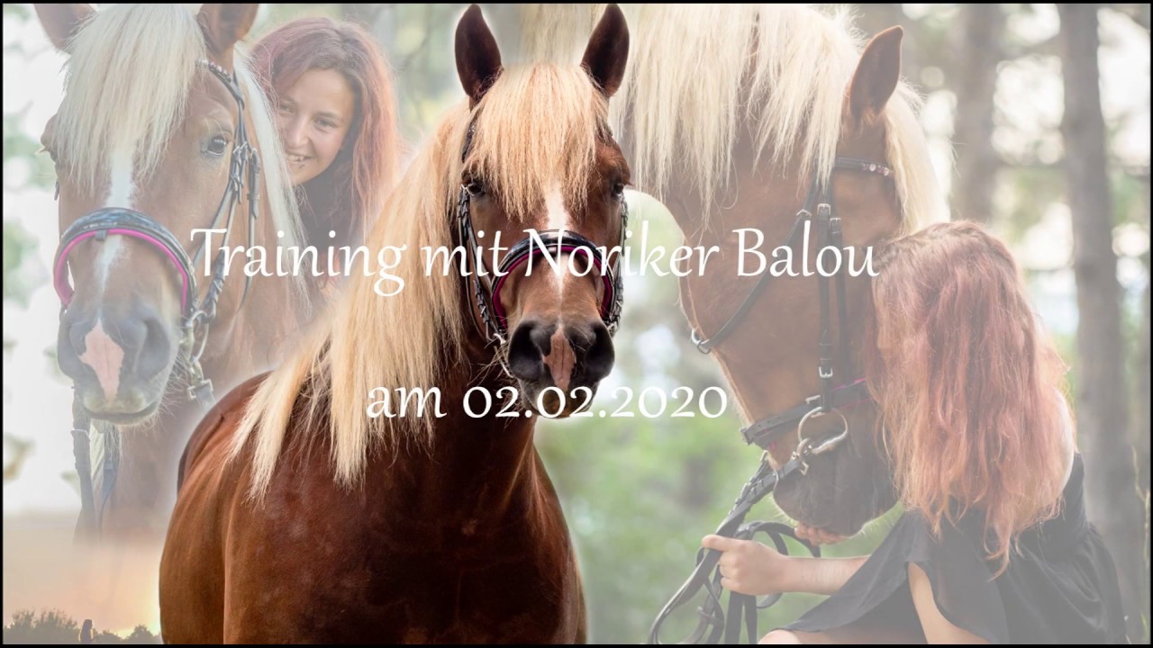 Dressurtraining mit Noriker Balou am 02.02.2020