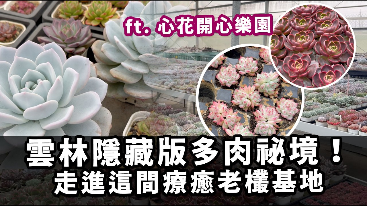 雲林隱藏版多肉祕境！走進這間療癒老欉基地 #心花開心樂園