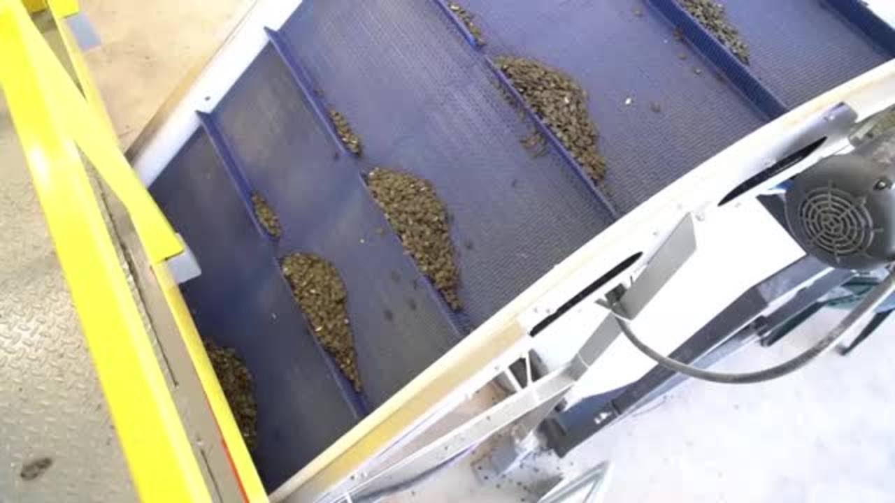 TOMRA 3C - Pumpkin Seeds Sorting