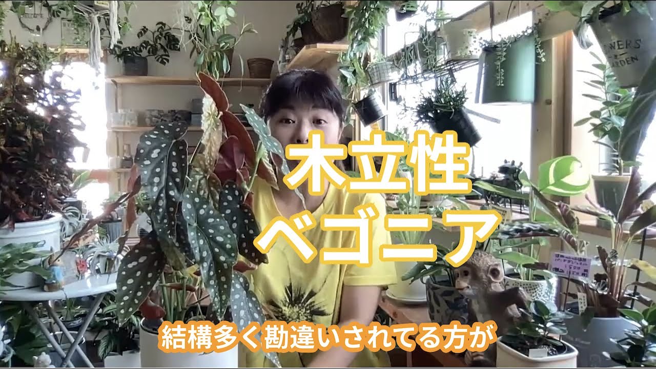 木立性ベゴニアの魅力と育て方 [ 福岡 糸島 観葉植物 & 雑貨 店 ]