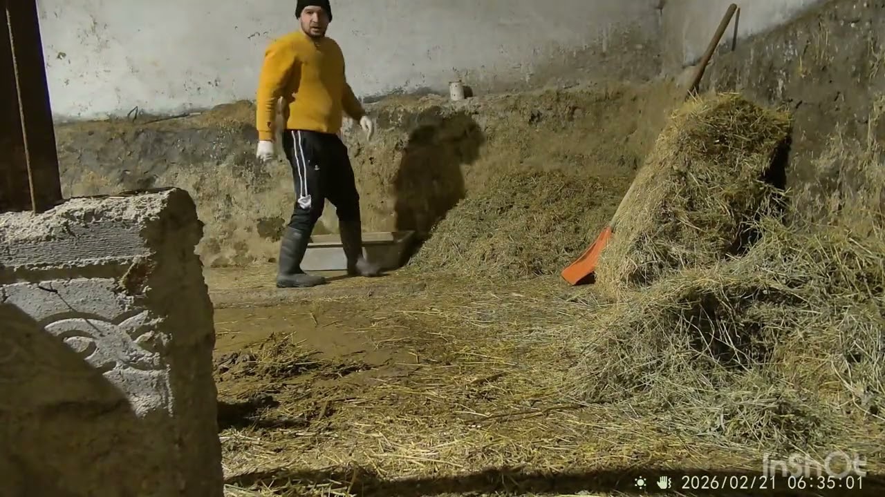 Sürü Solunum Koruma Aşılama Programı/ Gebe Düveler / Gebe İnekler/Buzağılar/Düveler Tosun