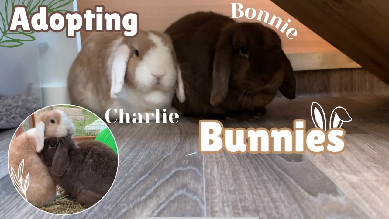 ADOPTING 2 MINI LOP Rabbits 🥰🐰 || Meet Bonnie & Charlie #socute #adoption #petadoption #bunnies