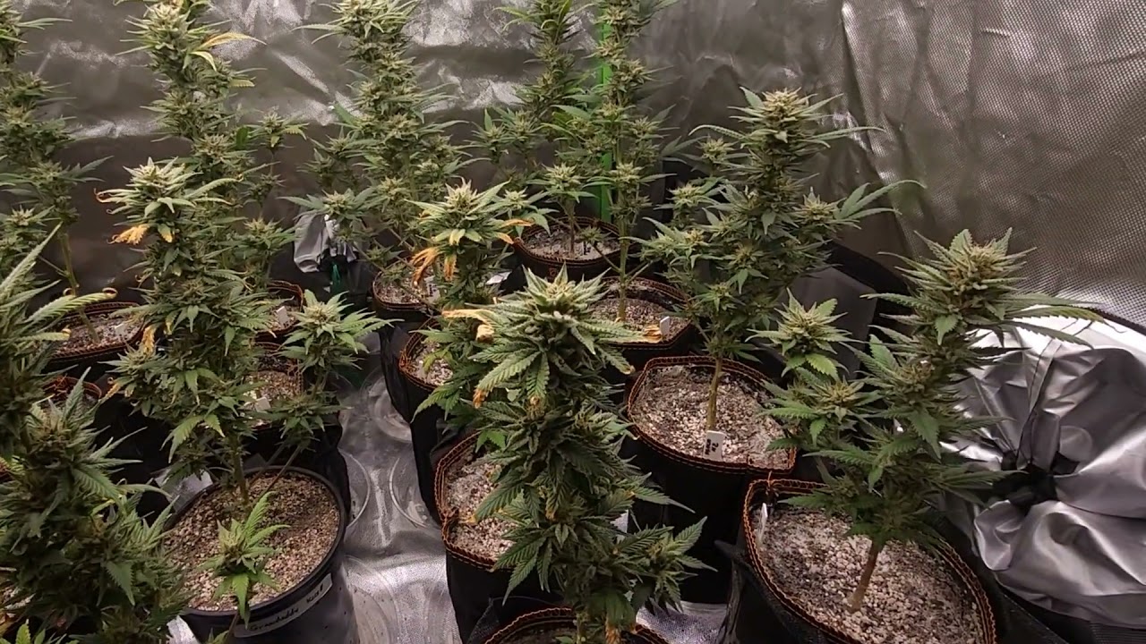 Sea of green Ep5. week 7 Flower.