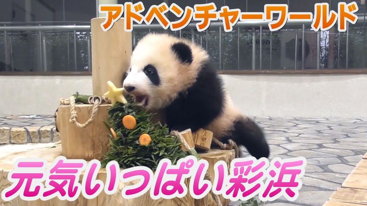 元気いっぱい彩浜　アドベンチャーワールドの赤ちゃんパンダ