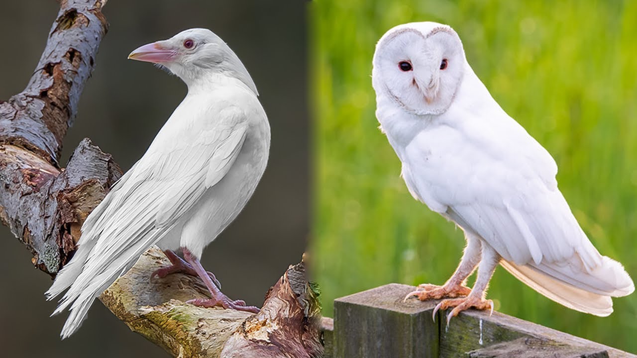10 Most Beautiful Albino Birds in the World