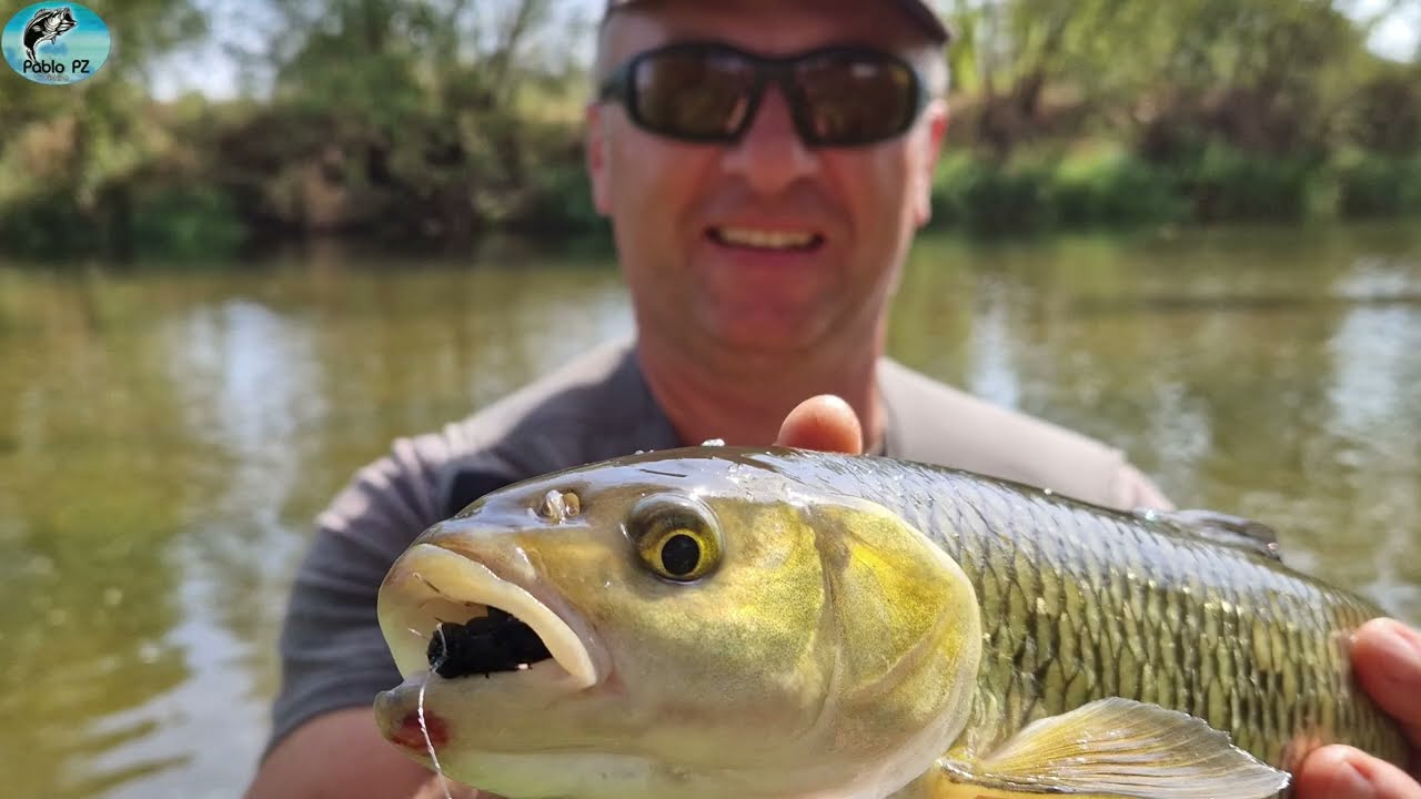 Grubiutkie KLENIE na żuka, Robert łapie bakcyla, FLY FISHING