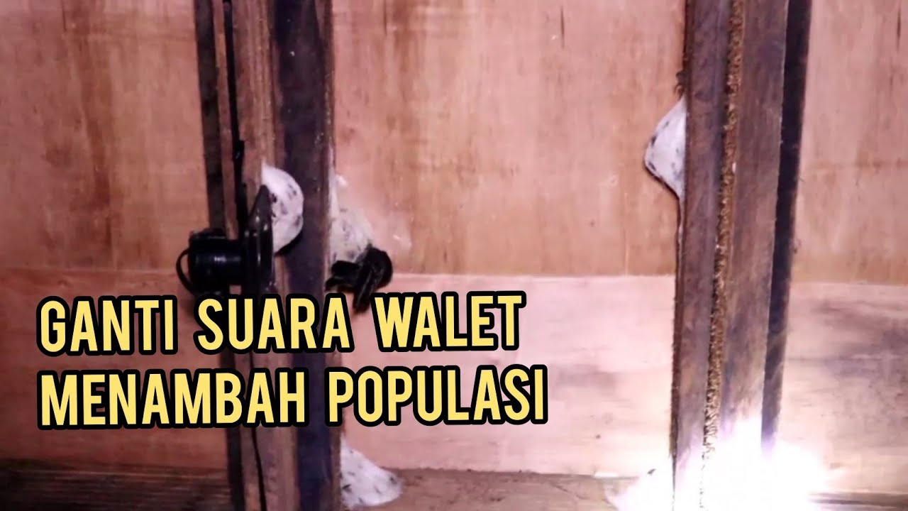 CARA GANTI SUARA UNTUK MEMIKAT ANAK WALET DAN  MENAMBAH POPULASI