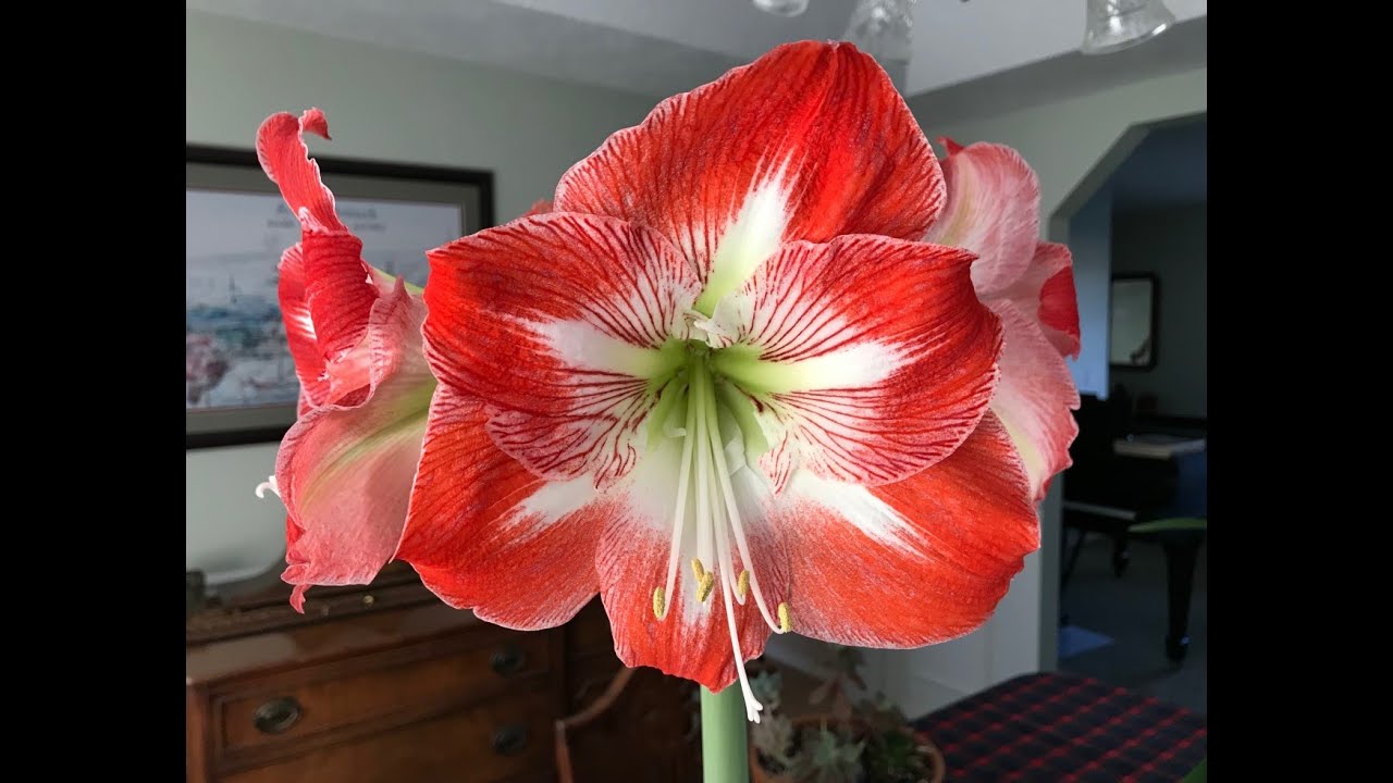 Grow Amaryllis Bulbs: Everyone Can Grow a Garden (2020) #48