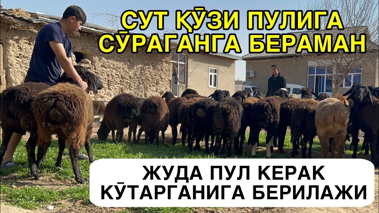 ЖУДА АРЗОНЛАРИ КЕЛДИ. ☎️+998772370904 ☎️+998771553182