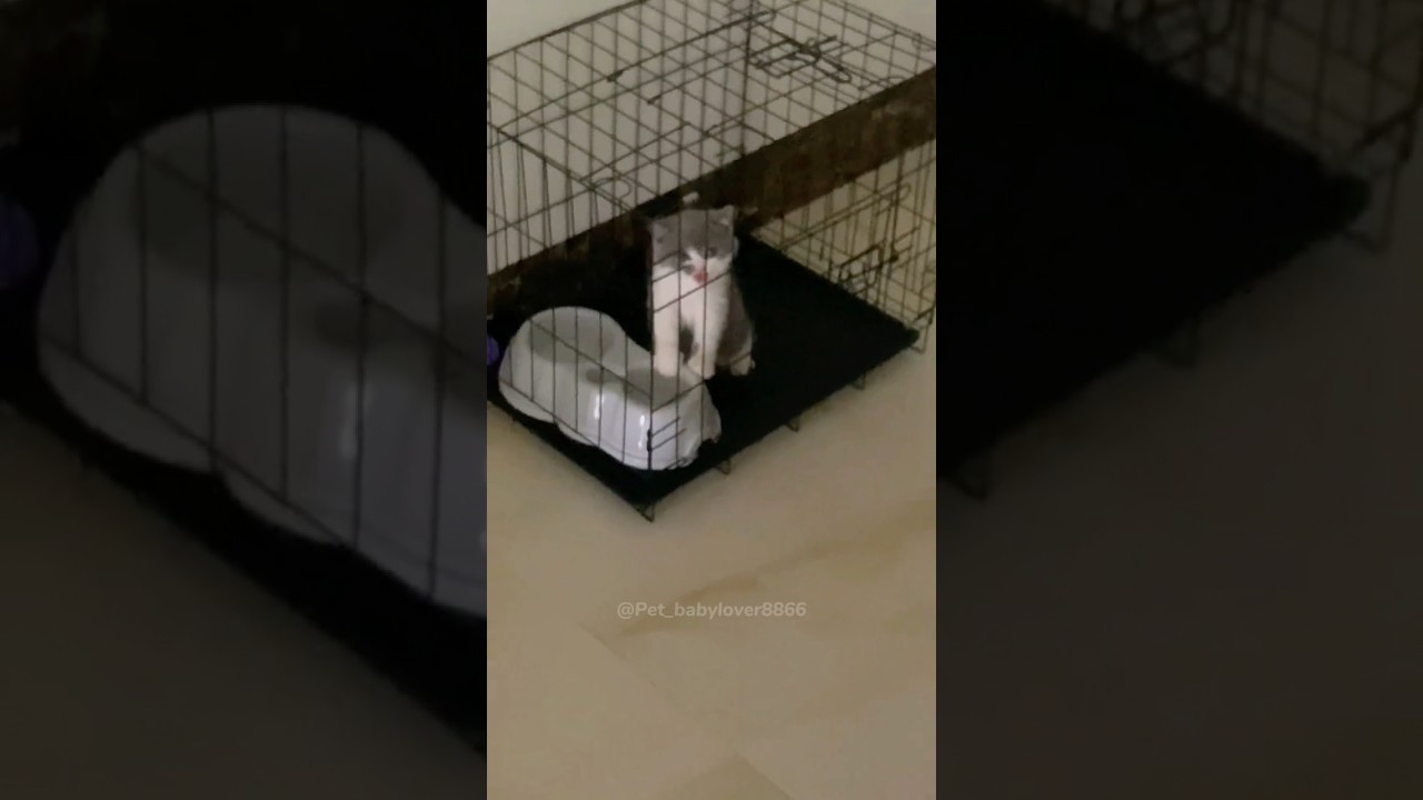 My cats have two faces #foryou #cat #catfunny #funny #catvideos #kitten #fyp #cute