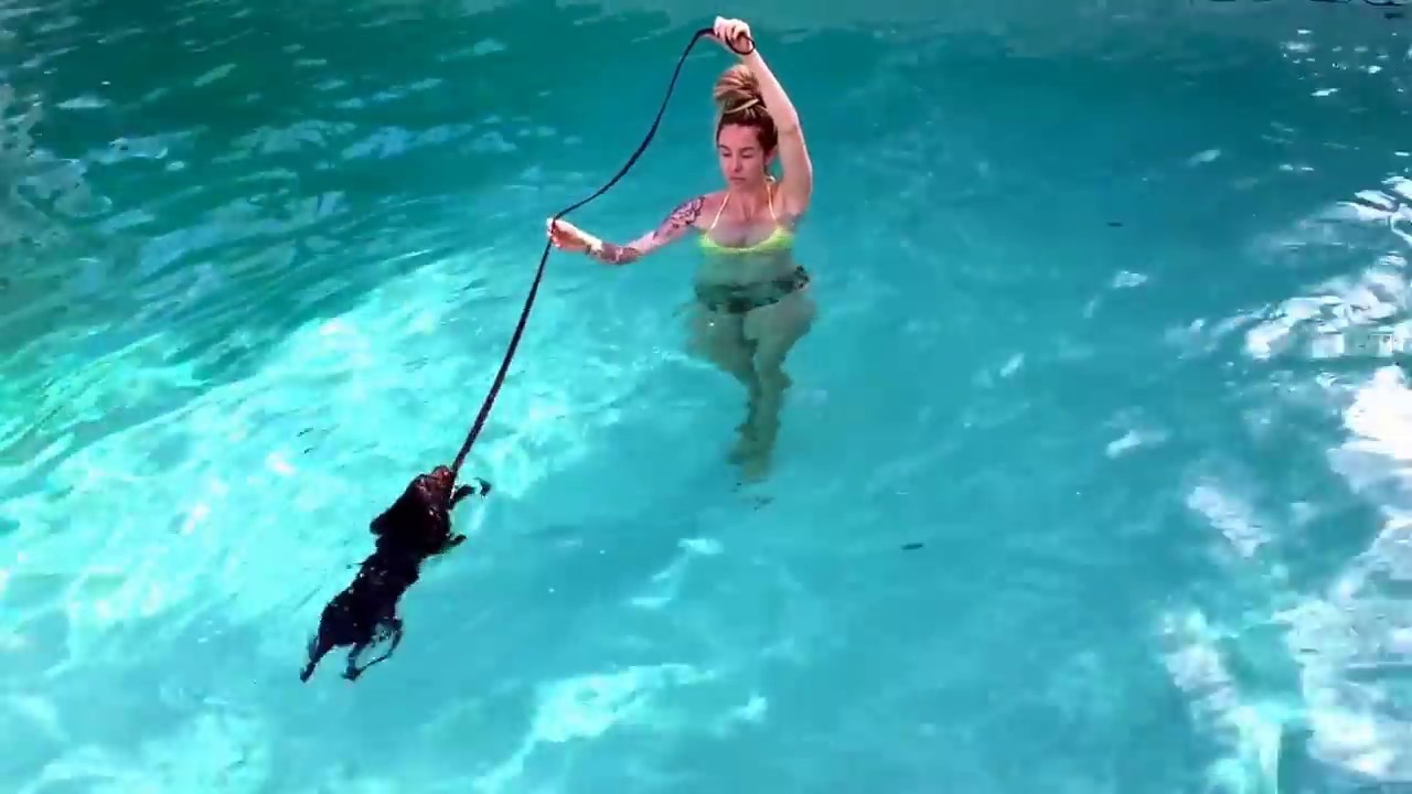 Paradise valley dog training 