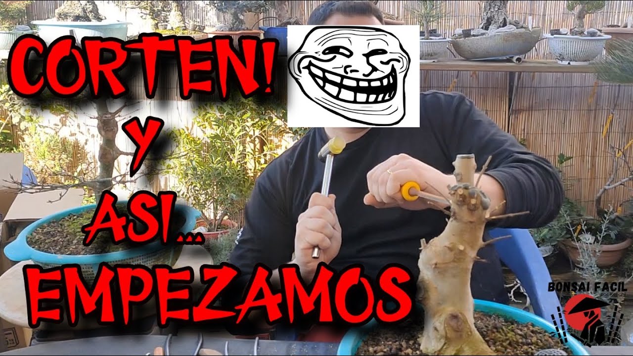 Serruchazo al BigBurger - Bonsai Facil