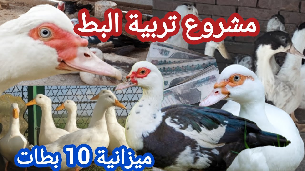 مشروع مربح تربية البط | إزاي تبقي محترف في تربية البط معلومات مهمة عن كل انواع البط دراسة جدوي 10 بط