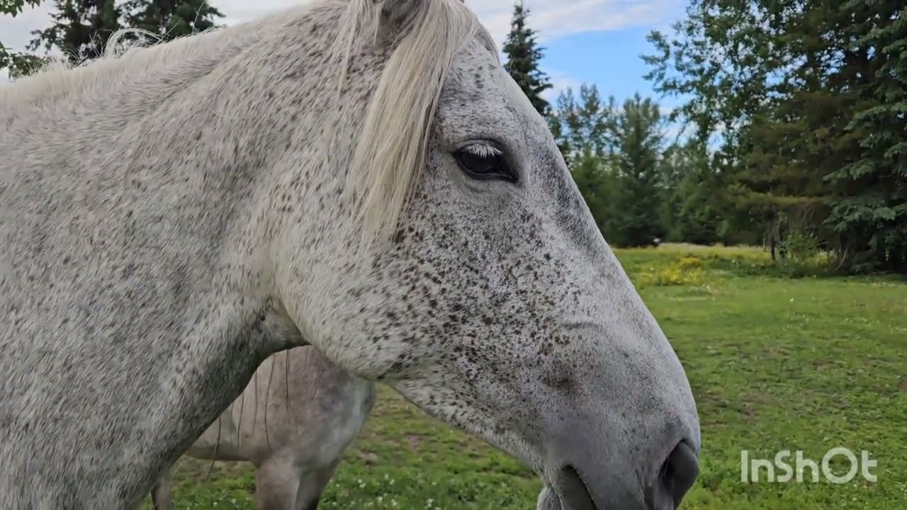 Peaceful Interactions With Lipizzans:Dina & her Gang of Foals