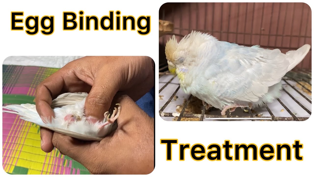Egg binding issue in Budgie parrot and treatment | Problema de liga&ccedil;&atilde;o do ovo no papagaio periquitas