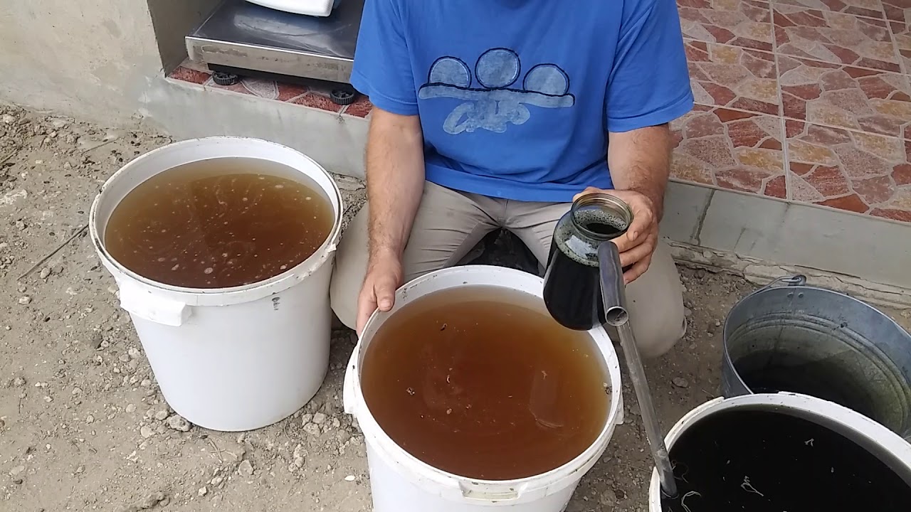 REȚETA DE SIROP ÎMPOTRIVA PĂDUCHILOR CU PELIN ȘI PIN !
