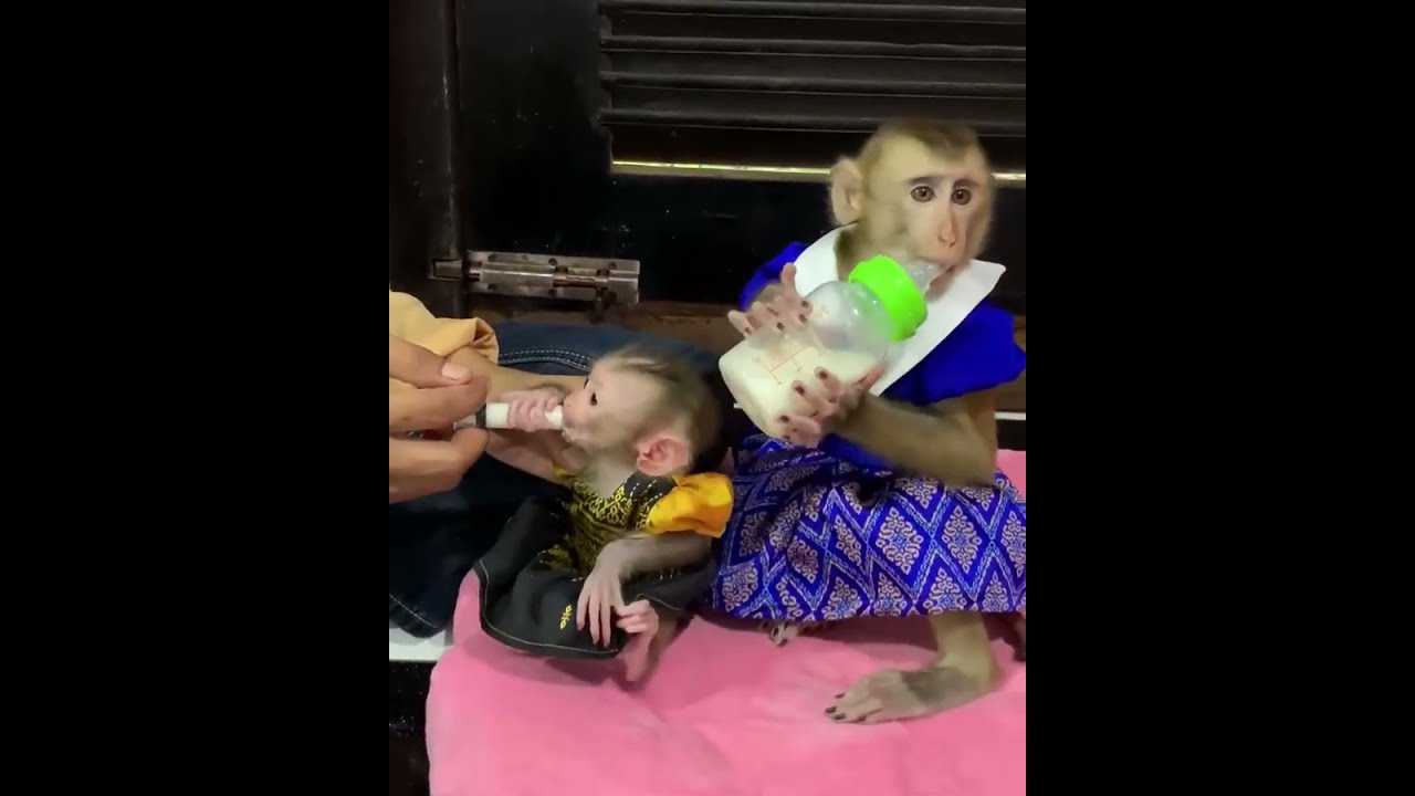 Dressed-Up Baby Monkeys Bottle Feeding Time 🐒🍼 So Cute!