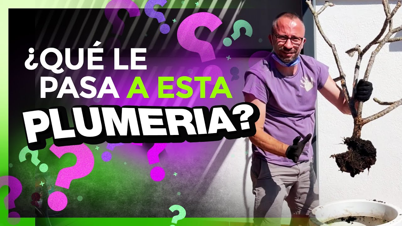 🌿AYUDA para la PLUMERIA de un seguidor de mi canal 👀 #plumerimax #cuidadosdelasplumerias
