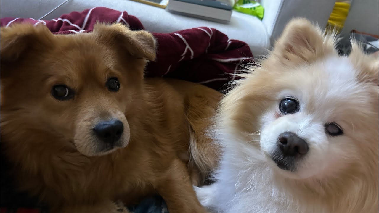올리지 못한 영상모음집📽️ 두 달간의 일상🐶 다견가정일줄이야🥹