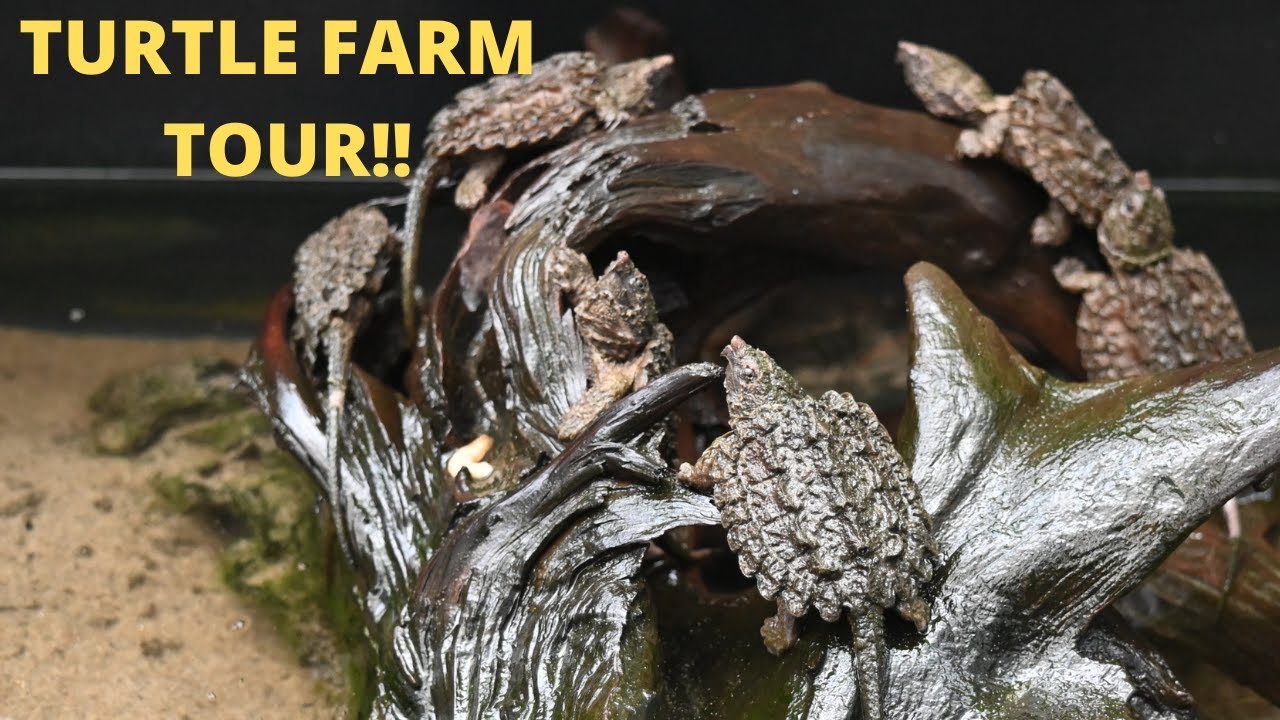 TONS OF ALLIGATOR SNAPPING TURTLE EGGS!! Epic Loggerhead Acres Farm Tour!