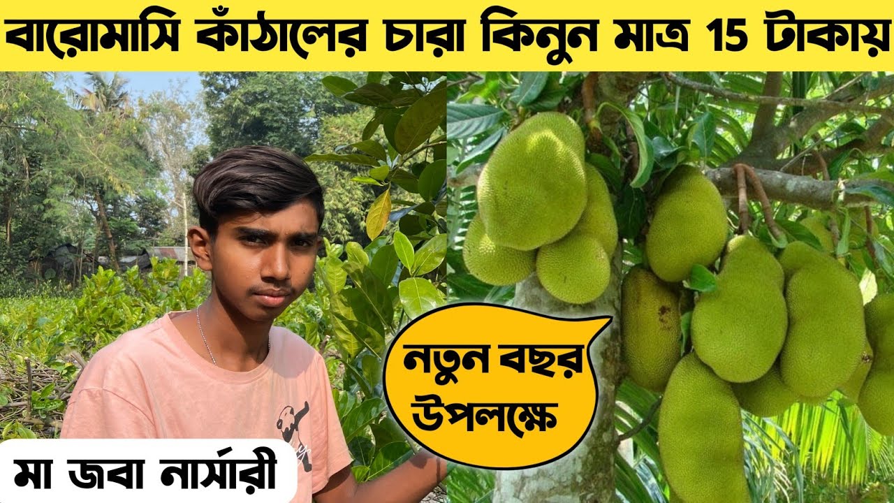 মাত্র 15 টাকায় বারোমাসি কাঁঠাল চারা || নতুন বছর উপলক্ষে ছাড় দিলো || Ma Joba Nursery @soilfriend