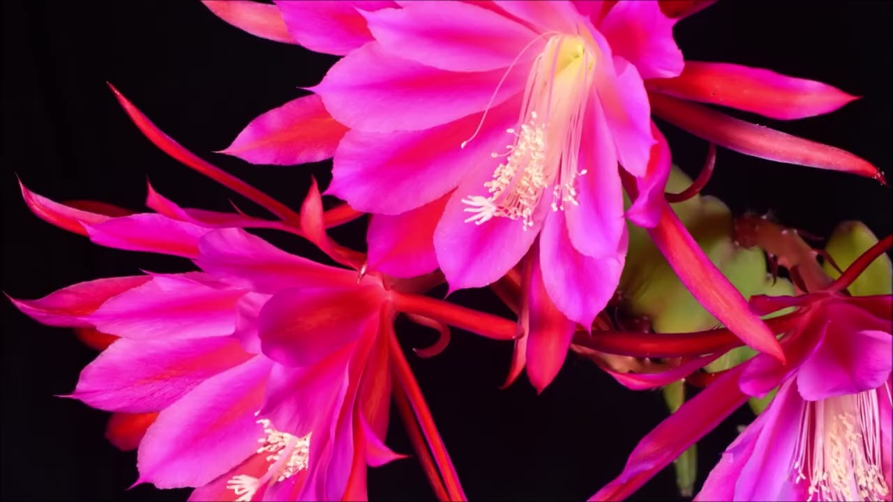 令箭荷花（Orchid Cactus) 縮時影片。