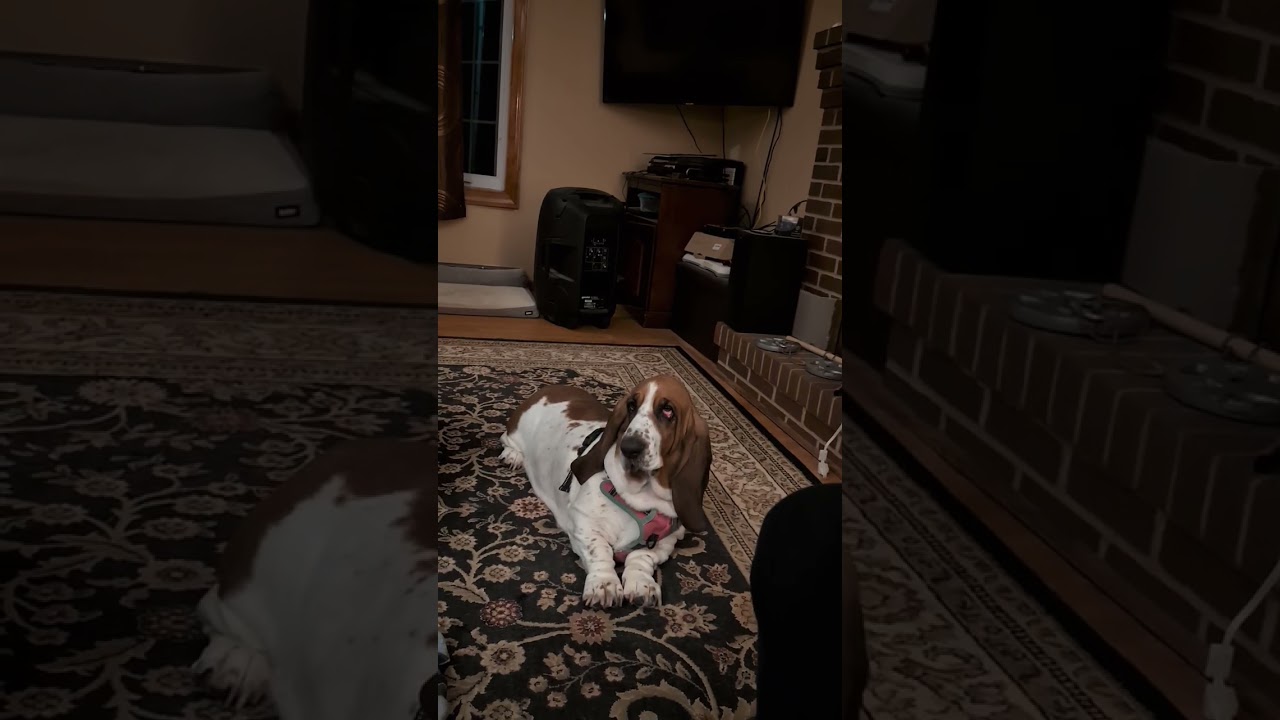 Introduction to Our Mascot Maggie the Basset Hound - Doing Her Fire Siren Impersonation