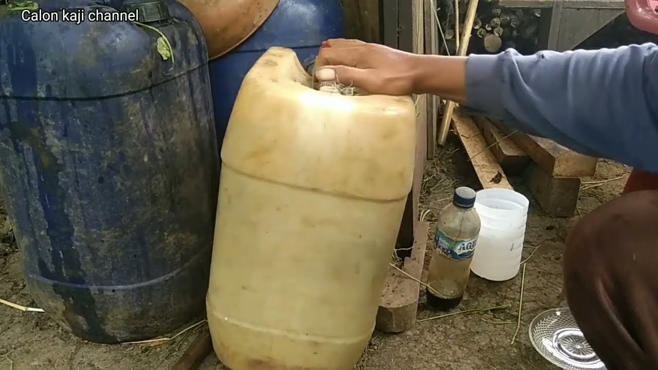 CARA AGAR KENCING KAMBING TIDAK BAU. ( peternak wajib nonton video ini )