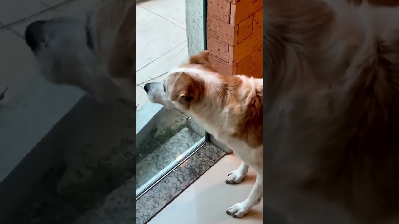 The Dog Is Trembling With Fear From The Cat 😃