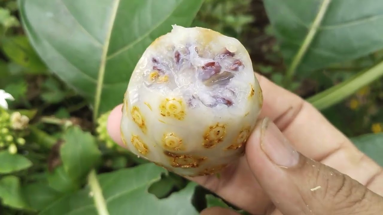 Sukatani Pernah makan buah ini?