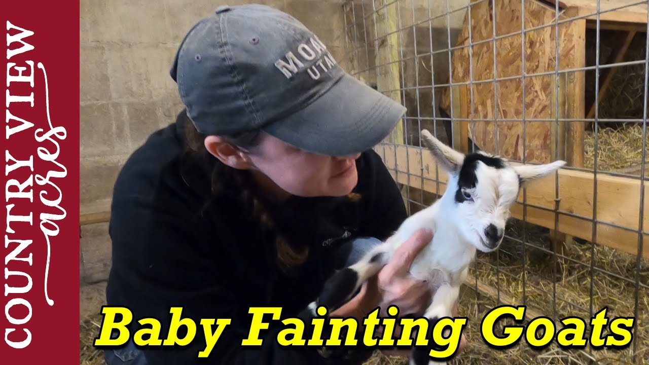 Storing 1900 pounds of feed and Baby Fainting Goats.