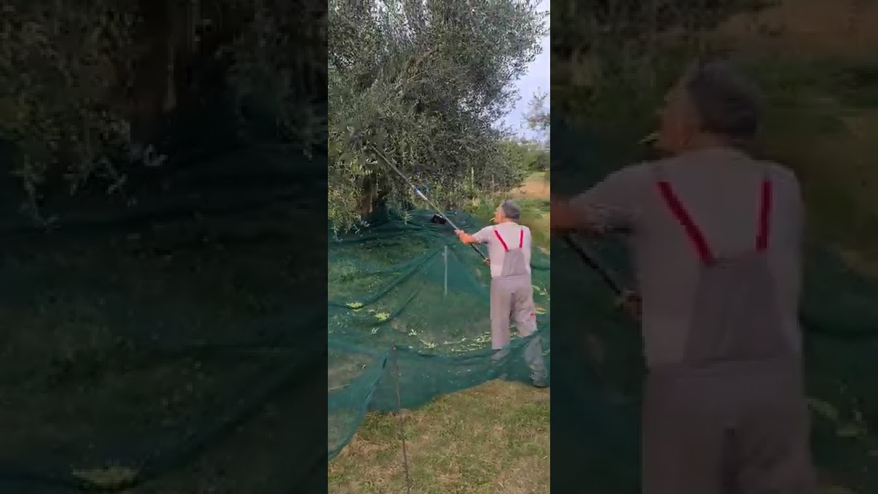 Raccolta olive 2022. Tante e soprattutto belle.