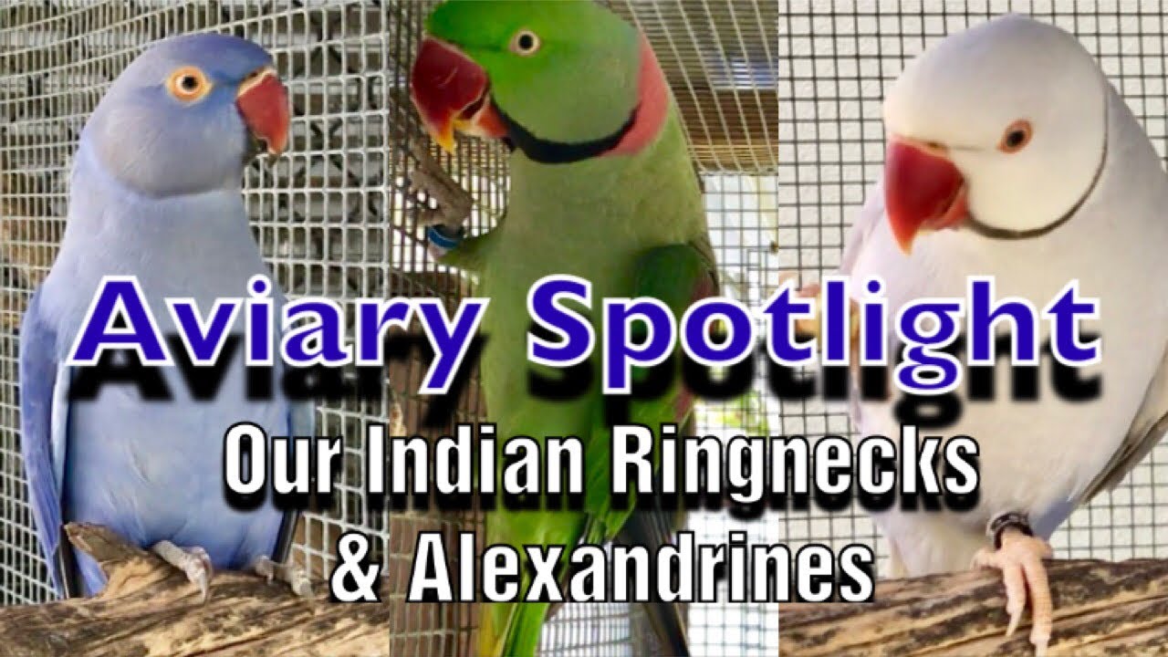 Aviary Spotlight - Our Breeding Indian Ringneck and Alexandrine parakeets
