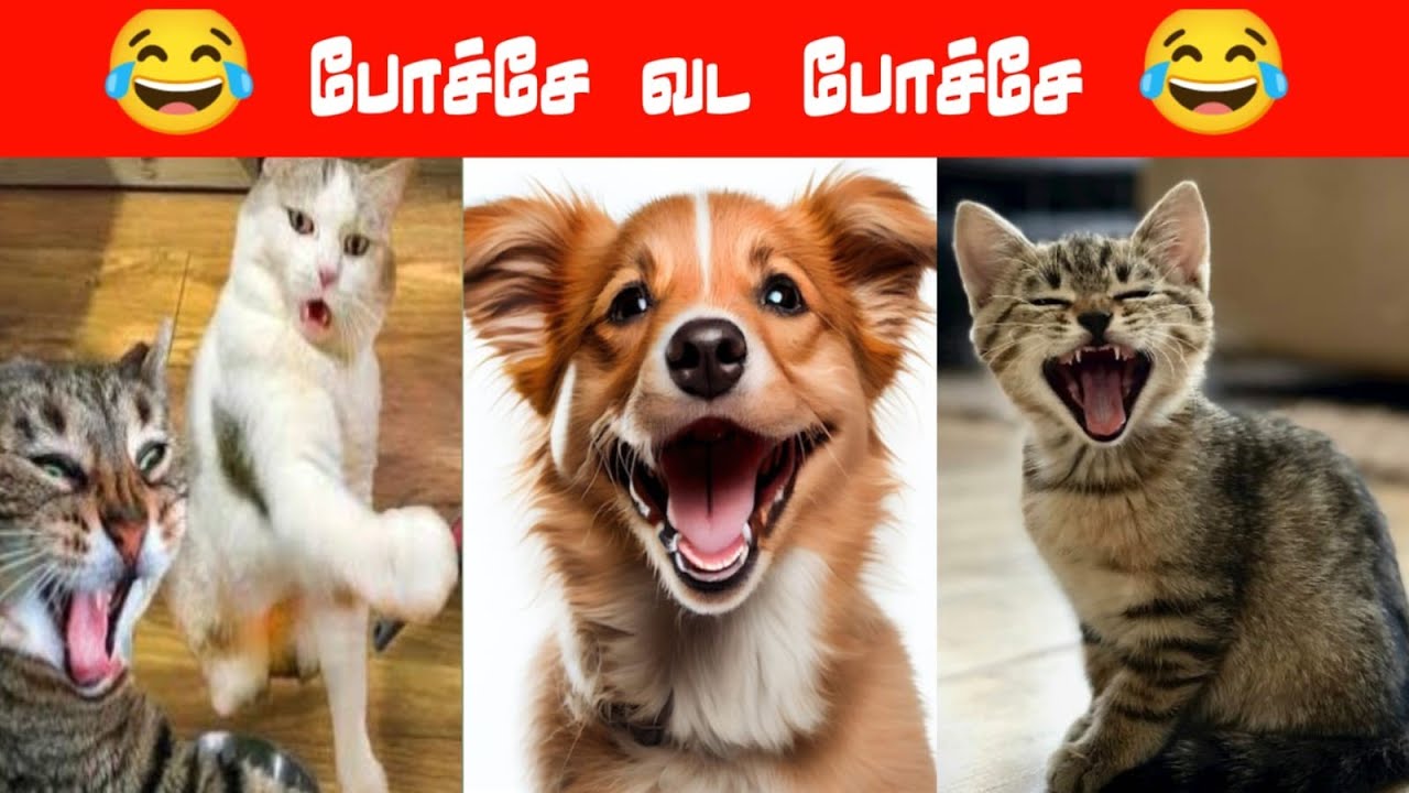 😂🐕🐈டேய் மச்சி chicken வச்சி இருக்க மேல வாடா 😂🐕🐈#viral #trending #comedy #funnyanimalvideos