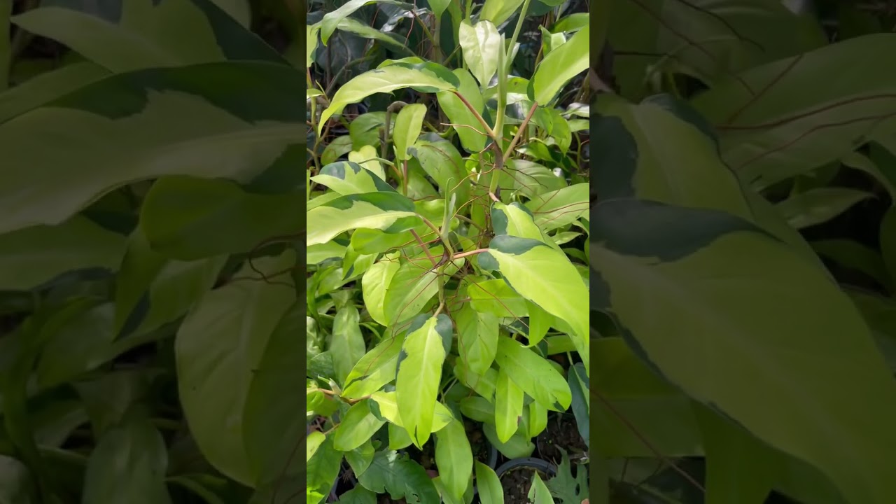 Philodendron Thai Sunrise #philodendron #houseplant