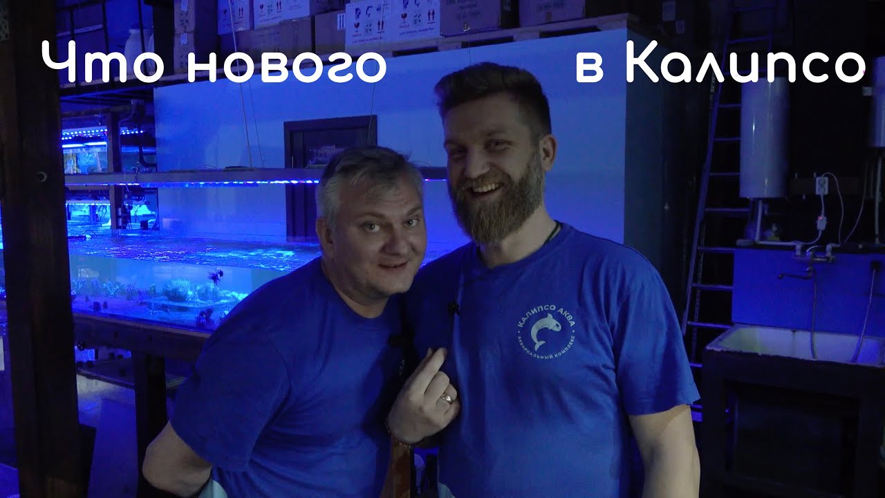 Живность для вашего рифа в Калипсо
