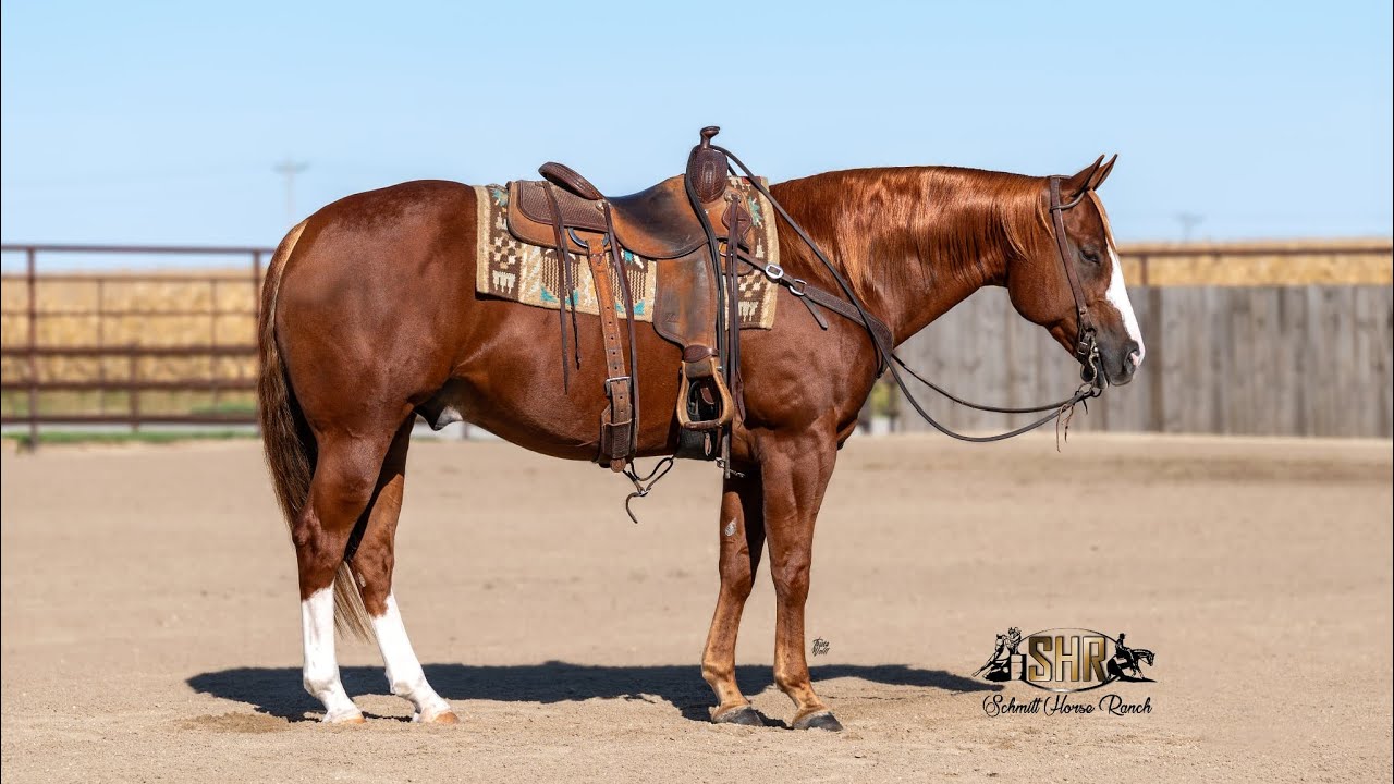 Lot #83 Bandit - BHSS Horse Sale January 30th 