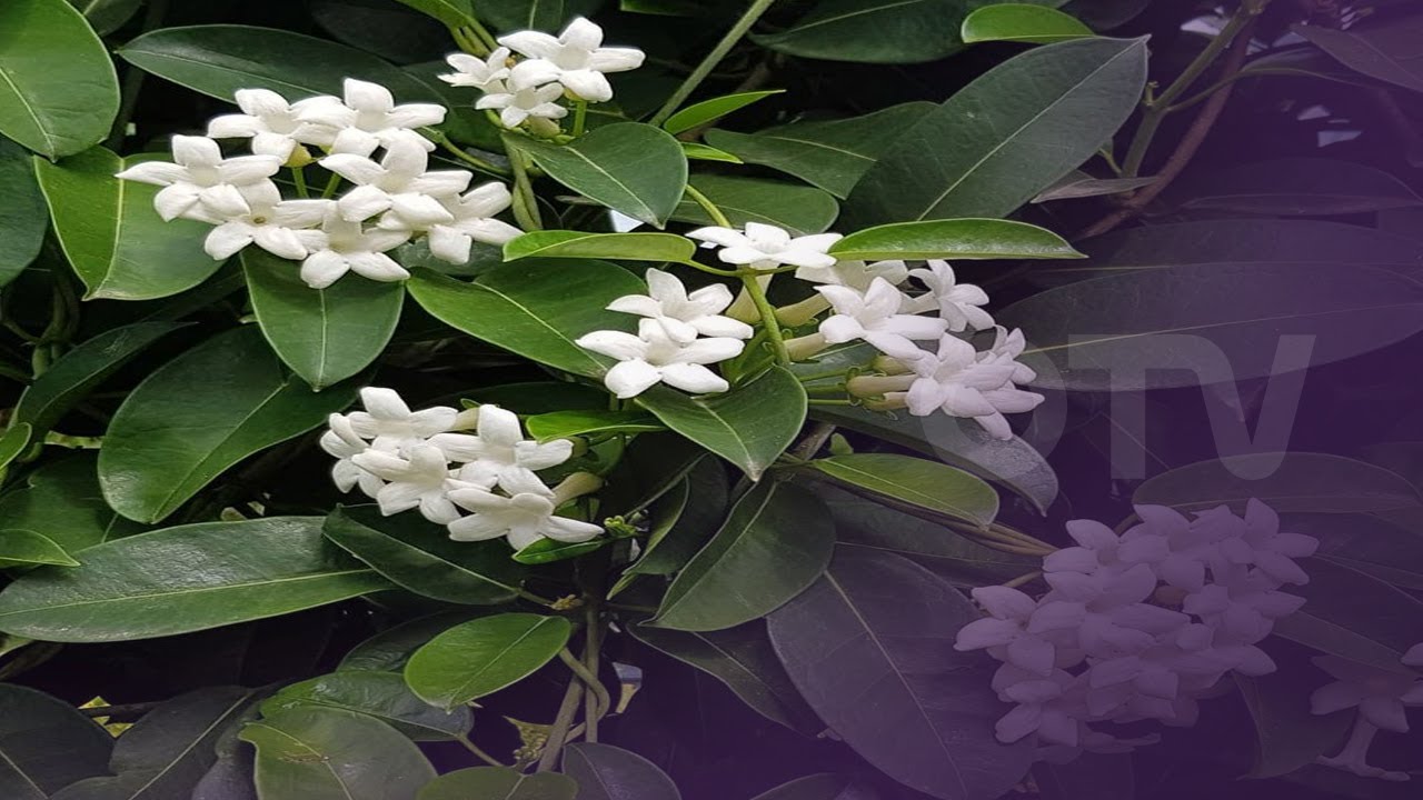 تعرفوا الى نبتة الياسمين المدغشقري و طرق العناية بها - Stephanotis