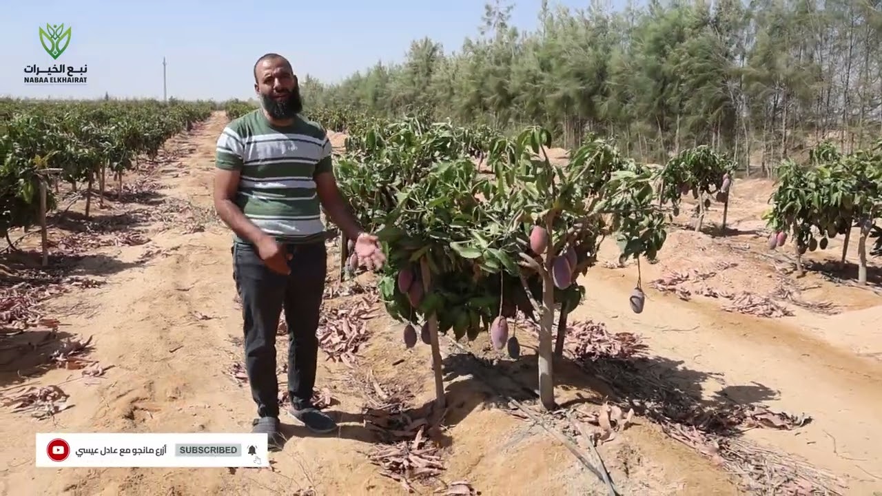 ده جزاء اللي يزرع مانجو في الصحراء اتفرج علي الفيديو للاخر