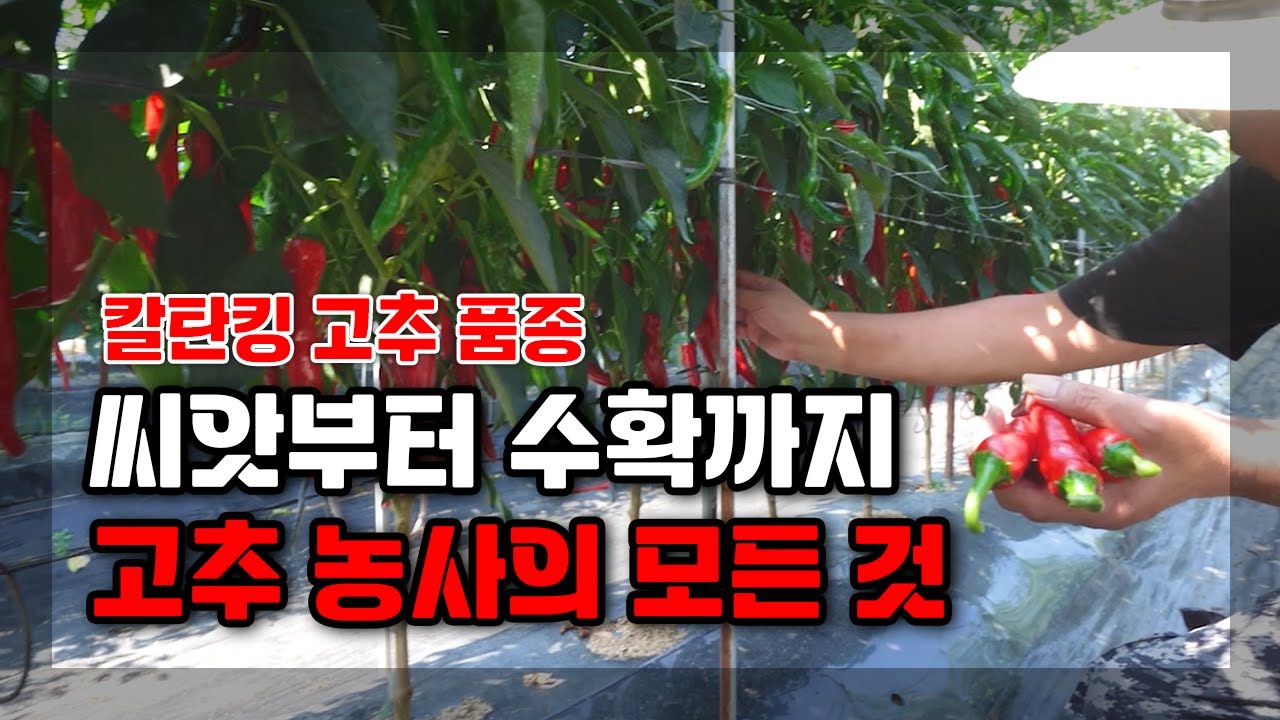 더기반 : 빠르게 수확해서 행복한 고추품종! 끝까지 웃게해요! 칼탄킹 고추재배! 왜 찾는지 알겠어요! / 38선농원