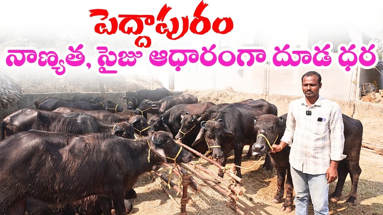 పెద్దాపురం (రాజమండ్రి) దగ్గర ముర్రా, గ్రేడెడ్ ముర్రా దూడలు || Calfs Information In Peddapuram | Sale
